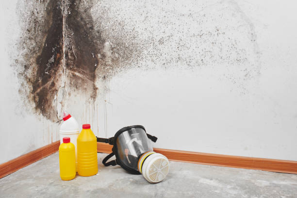 Best Office Mold Removal Services  in Berlin, NH