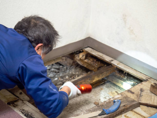 Best Mold Testing and Removal  in Berlin, NH