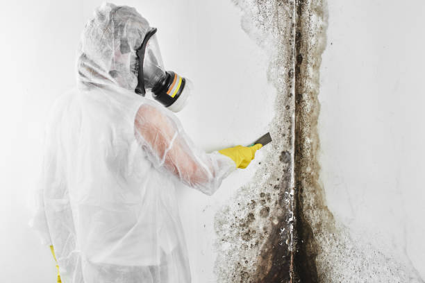 Best Mold Damage Repair  in Berlin, NH