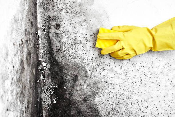 Trusted Berlin, NH Mold Removal Experts