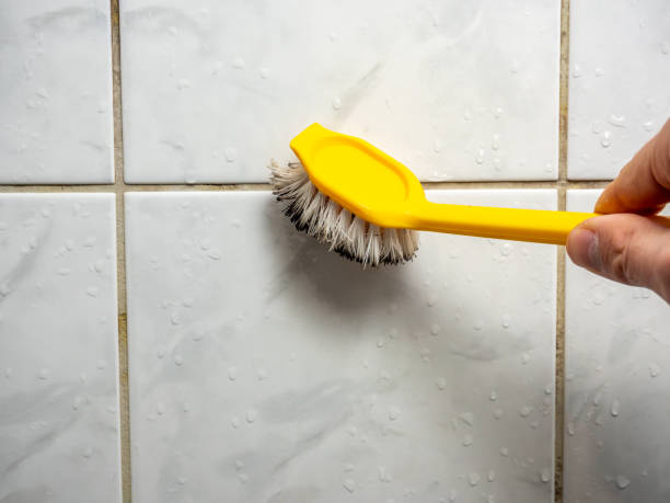 Best Best Mold Removal Companies  in Berlin, NH