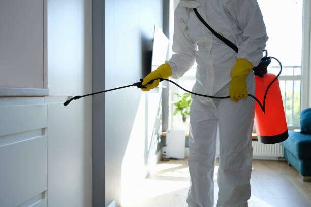Best Home Mold Removal  in Berlin, NH