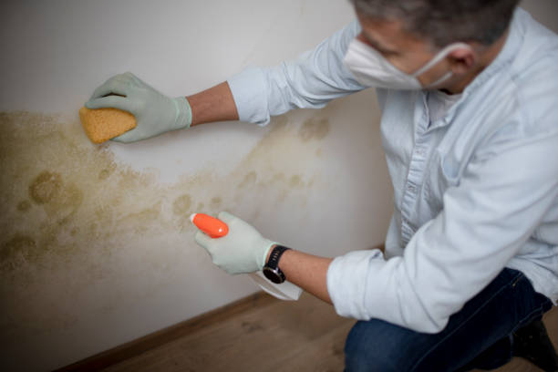 Best Black Mold Removal  in Berlin, NH