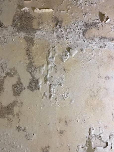 Best Emergency Mold Removal  in Berlin, NH