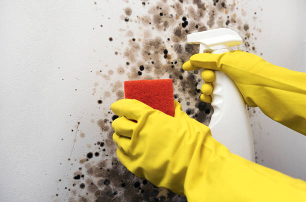 Office Mold Removal Services in Berlin, NH