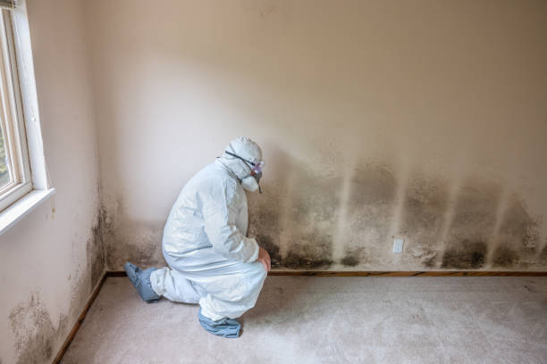 Best Commercial Mold Removal  in Berlin, NH
