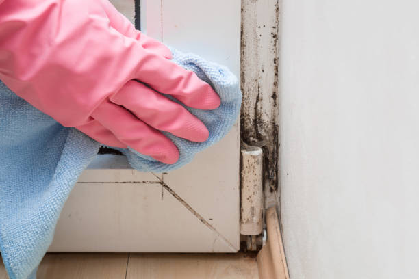 Mold Testing and Removal in Berlin, NH