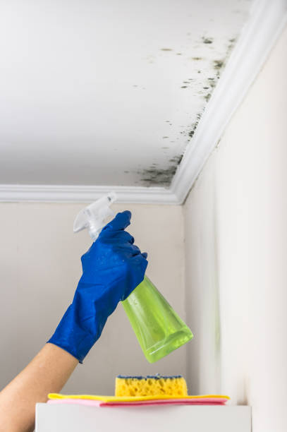 Best Residential Mold Removal  in Berlin, NH