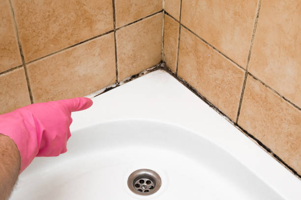 Best Toxic Mold Removal  in Berlin, NH